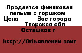 Продается финиковая пальма с горшком › Цена ­ 600 - Все города  »    . Тверская обл.,Осташков г.